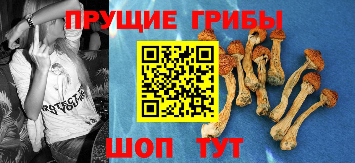 Галлюциногенные грибы Psilocybine cubensis Печора